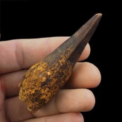 SKAMIENIAŁY ZĄB DINOZAURA Spinosaurus aegyptiacus - KREDA GÓRNA (CENOMAN) - ok. 95-100 mln lat