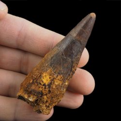 SKAMIENIAŁY ZĄB DINOZAURA Spinosaurus aegyptiacus - KREDA GÓRNA (CENOMAN) - ok. 95-100 mln lat