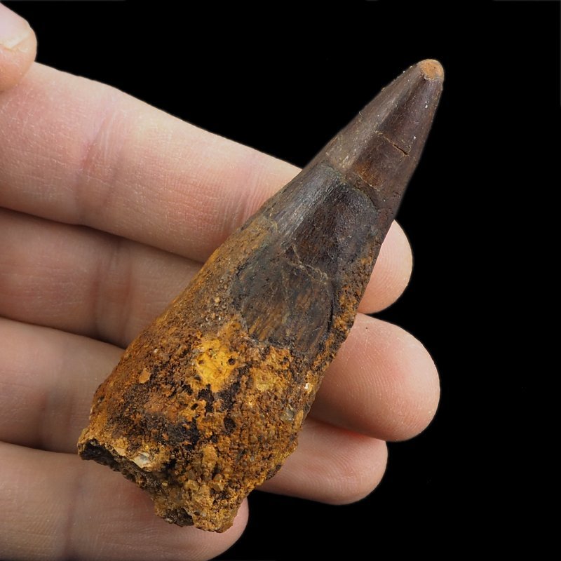 SKAMIENIAŁY ZĄB DINOZAURA Spinosaurus aegyptiacus - KREDA GÓRNA (CENOMAN) - ok. 95-100 mln lat