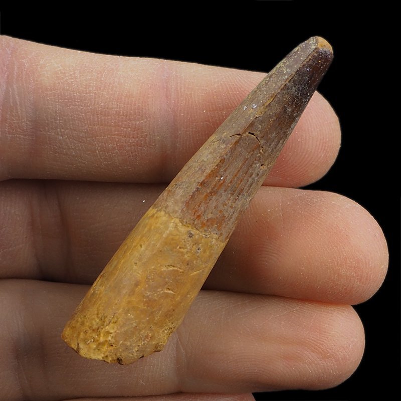 SKAMIENIAŁY ZĄB DINOZAURA Spinosaurus aegyptiacus - KREDA GÓRNA (CENOMAN) - ok. 95-100 mln lat