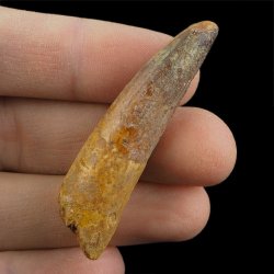 SKAMIENIAŁY ZĄB DINOZAURA Spinosaurus aegyptiacus - KREDA GÓRNA (CENOMAN) - ok. 95-100 mln lat