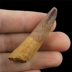 SKAMIENIAŁY ZĄB DINOZAURA Spinosaurus aegyptiacus - KREDA GÓRNA (CENOMAN) - ok. 95-100 mln lat