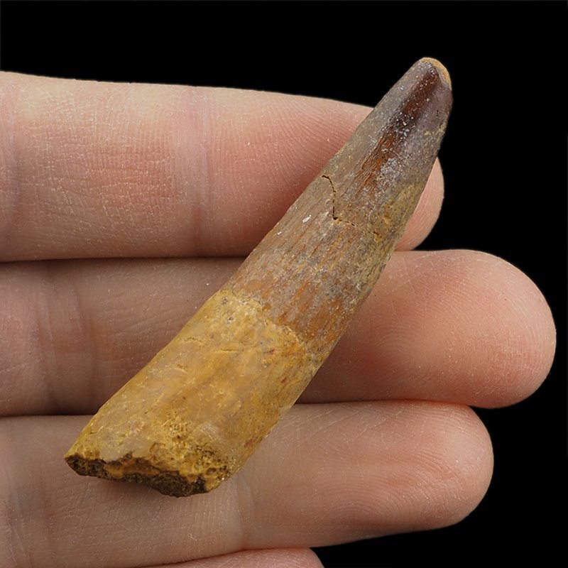 SKAMIENIAŁY ZĄB DINOZAURA Spinosaurus aegyptiacus - KREDA GÓRNA (CENOMAN) - ok. 95-100 mln lat
