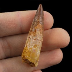 SKAMIENIAŁY ZĄB DINOZAURA Spinosaurus aegyptiacus - KREDA GÓRNA (CENOMAN) - ok. 95-100 mln lat