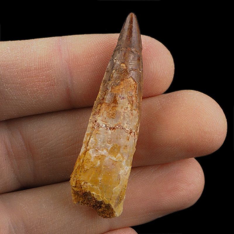SKAMIENIAŁY ZĄB DINOZAURA Spinosaurus aegyptiacus - KREDA GÓRNA (CENOMAN) - ok. 95-100 mln lat