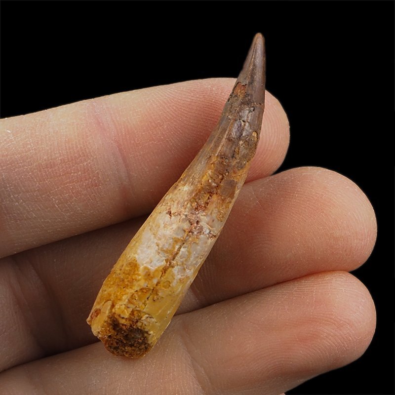 SKAMIENIAŁY ZĄB DINOZAURA Spinosaurus aegyptiacus - KREDA GÓRNA (CENOMAN) - ok. 95-100 mln lat