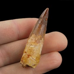 SKAMIENIAŁY ZĄB DINOZAURA Spinosaurus aegyptiacus - KREDA GÓRNA (CENOMAN) - ok. 95-100 mln lat