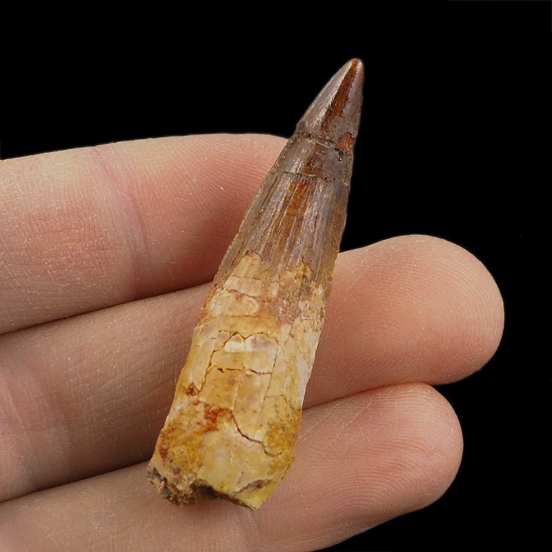 SKAMIENIAŁY ZĄB DINOZAURA Spinosaurus aegyptiacus - KREDA GÓRNA (CENOMAN) - ok. 95-100 mln lat