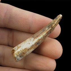 SKAMIENIAŁY ZĄB DINOZAURA Spinosaurus aegyptiacus - KREDA GÓRNA (CENOMAN) - ok. 95-100 mln lat