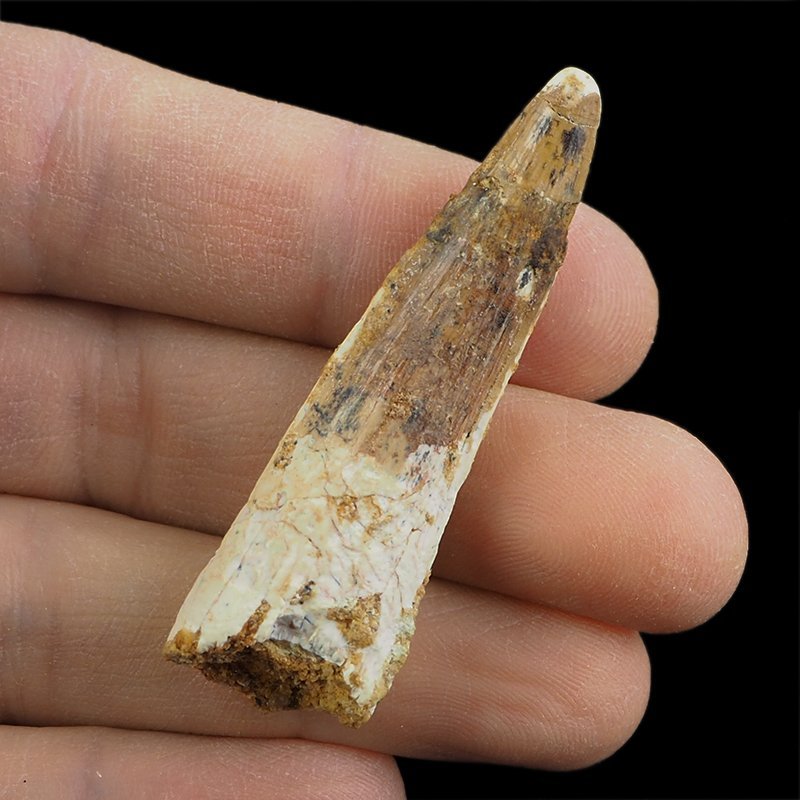 SKAMIENIAŁY ZĄB DINOZAURA Spinosaurus aegyptiacus - KREDA GÓRNA (CENOMAN) - ok. 95-100 mln lat
