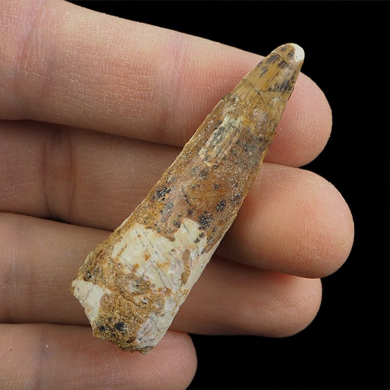SKAMIENIAŁY ZĄB DINOZAURA Spinosaurus aegyptiacus - KREDA GÓRNA (CENOMAN) - ok. 95-100 mln lat
