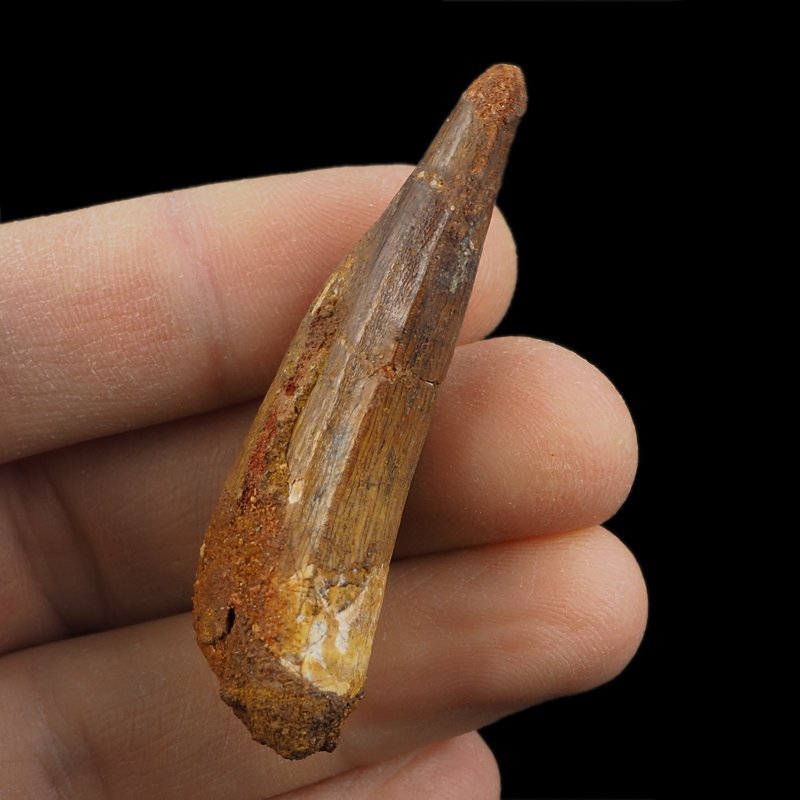 SKAMIENIAŁY ZĄB DINOZAURA Spinosaurus aegyptiacus - KREDA GÓRNA (CENOMAN) - ok. 95-100 mln lat