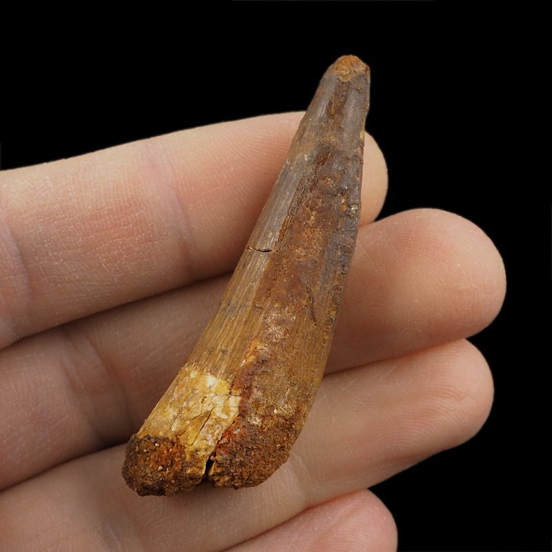 SKAMIENIAŁY ZĄB DINOZAURA Spinosaurus aegyptiacus - KREDA GÓRNA (CENOMAN) - ok. 95-100 mln lat