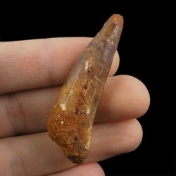 SKAMIENIAŁY ZĄB DINOZAURA Spinosaurus aegyptiacus - KREDA GÓRNA (CENOMAN) - ok. 95-100 mln lat