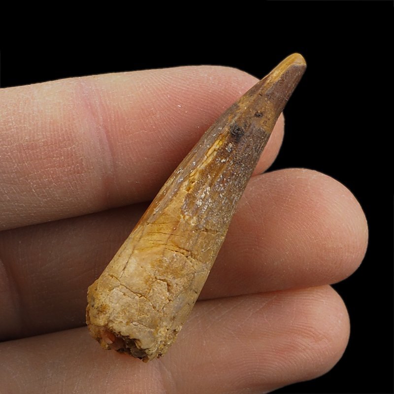 SKAMIENIAŁY ZĄB DINOZAURA Spinosaurus aegyptiacus - KREDA GÓRNA (CENOMAN) - ok. 95-100 mln lat