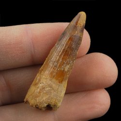 SKAMIENIAŁY ZĄB DINOZAURA Spinosaurus aegyptiacus - KREDA GÓRNA (CENOMAN) - ok. 95-100 mln lat