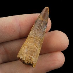 SKAMIENIAŁY ZĄB DINOZAURA Spinosaurus aegyptiacus - KREDA GÓRNA (CENOMAN) - ok. 95-100 mln lat
