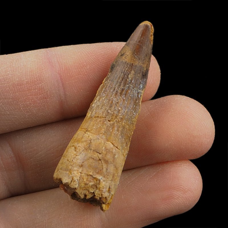 SKAMIENIAŁY ZĄB DINOZAURA Spinosaurus aegyptiacus - KREDA GÓRNA (CENOMAN) - ok. 95-100 mln lat