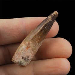 SKAMIENIAŁY ZĄB DINOZAURA Spinosaurus aegyptiacus - KREDA GÓRNA (CENOMAN) - ok. 95-100 mln lat