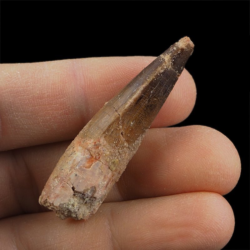 SKAMIENIAŁY ZĄB DINOZAURA Spinosaurus aegyptiacus - KREDA GÓRNA (CENOMAN) - ok. 95-100 mln lat