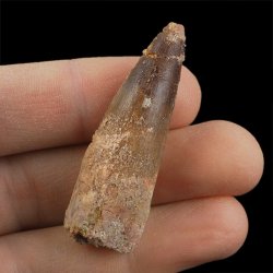 SKAMIENIAŁY ZĄB DINOZAURA Spinosaurus aegyptiacus - KREDA GÓRNA (CENOMAN) - ok. 95-100 mln lat