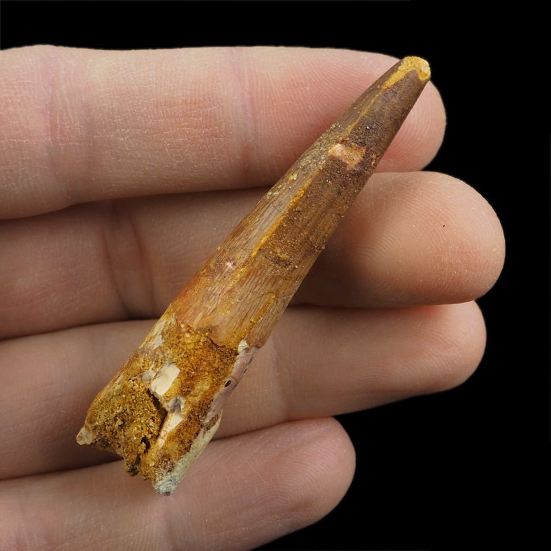 SKAMIENIAŁY ZĄB DINOZAURA Spinosaurus aegyptiacus - KREDA GÓRNA (CENOMAN) - ok. 95-100 mln lat