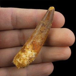 SKAMIENIAŁY ZĄB DINOZAURA Spinosaurus aegyptiacus - KREDA GÓRNA (CENOMAN) - ok. 95-100 mln lat