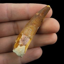 SKAMIENIAŁY ZĄB DINOZAURA Spinosaurus aegyptiacus - KREDA GÓRNA (CENOMAN) - ok. 95-100 mln lat