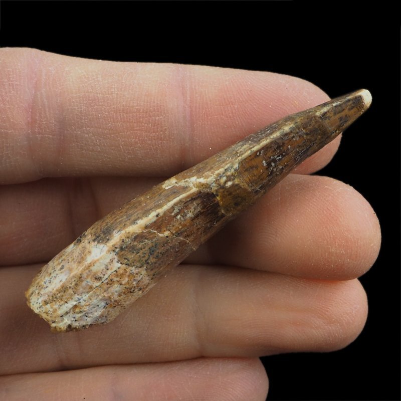 SKAMIENIAŁY ZĄB DINOZAURA Spinosaurus aegyptiacus - KREDA GÓRNA (CENOMAN) - ok. 95-100 mln lat
