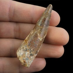 SKAMIENIAŁY ZĄB DINOZAURA Spinosaurus aegyptiacus - KREDA GÓRNA (CENOMAN) - ok. 95-100 mln lat