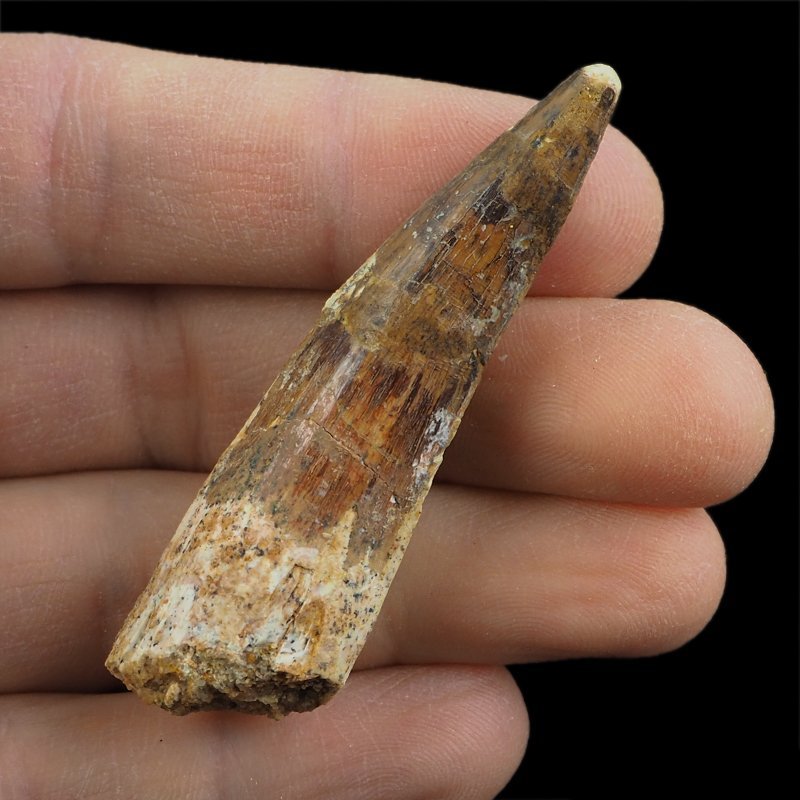 SKAMIENIAŁY ZĄB DINOZAURA Spinosaurus aegyptiacus - KREDA GÓRNA (CENOMAN) - ok. 95-100 mln lat