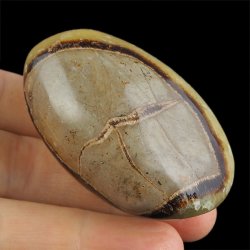 SEPTARIA - OTOCZAK - 59 mm - MADAGASKAR