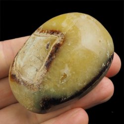 SEPTARIA - OTOCZAK - 59 mm - MADAGASKAR