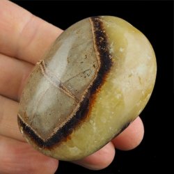SEPTARIA - OTOCZAK - 59 mm - MADAGASKAR