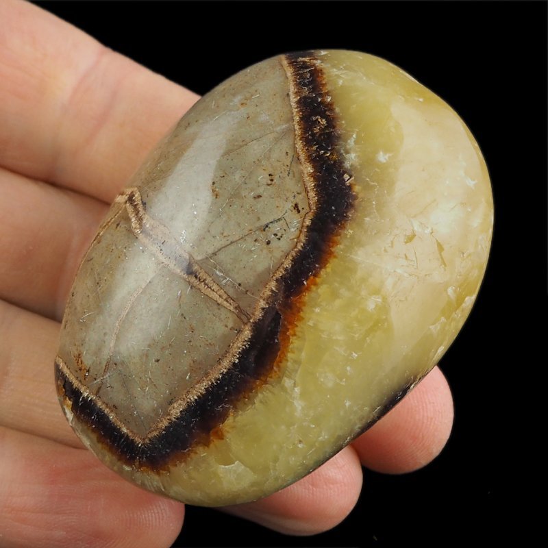 SEPTARIA - OTOCZAK - 59 mm - MADAGASKAR