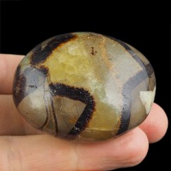 SEPTARIA - OTOCZAK - 51 mm - MADAGASKAR