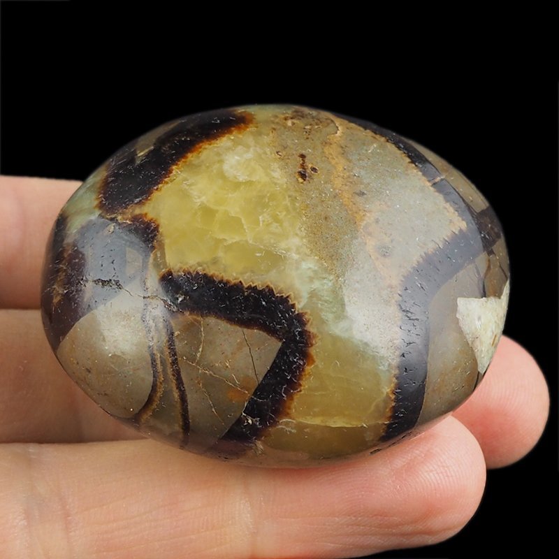 SEPTARIA - OTOCZAK - 51 mm - MADAGASKAR