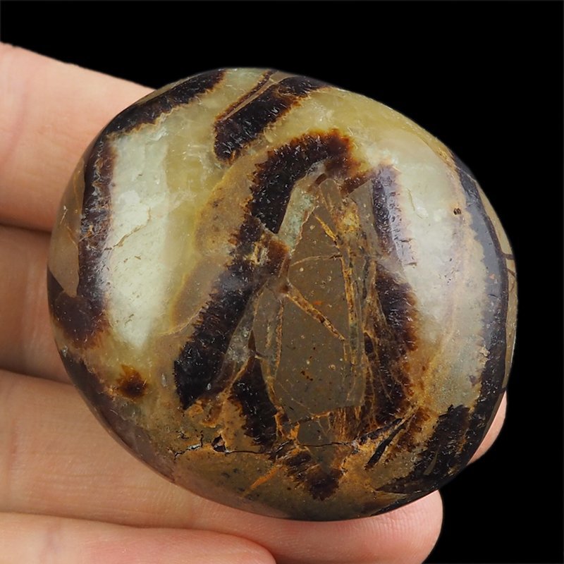 SEPTARIA - OTOCZAK - 51 mm - MADAGASKAR