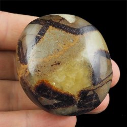 SEPTARIA - OTOCZAK - 51 mm - MADAGASKAR