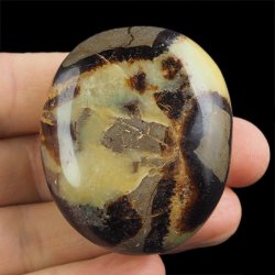 SEPTARIA - OTOCZAK - 49 mm - MADAGASKAR