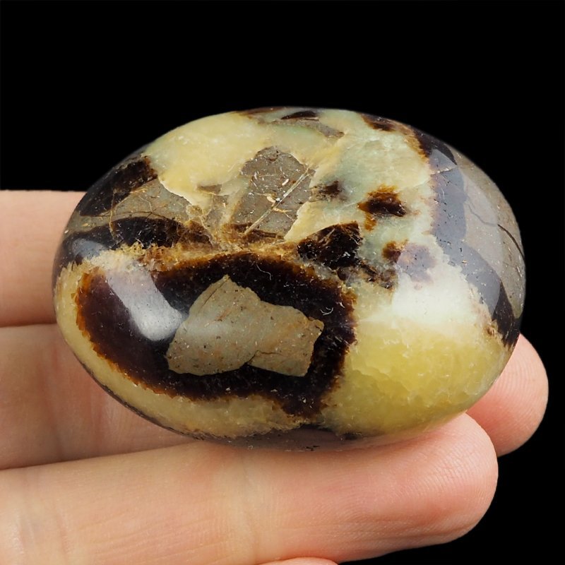 SEPTARIA - OTOCZAK - 49 mm - MADAGASKAR