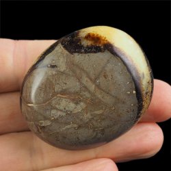 SEPTARIA - OTOCZAK - 49 mm - MADAGASKAR