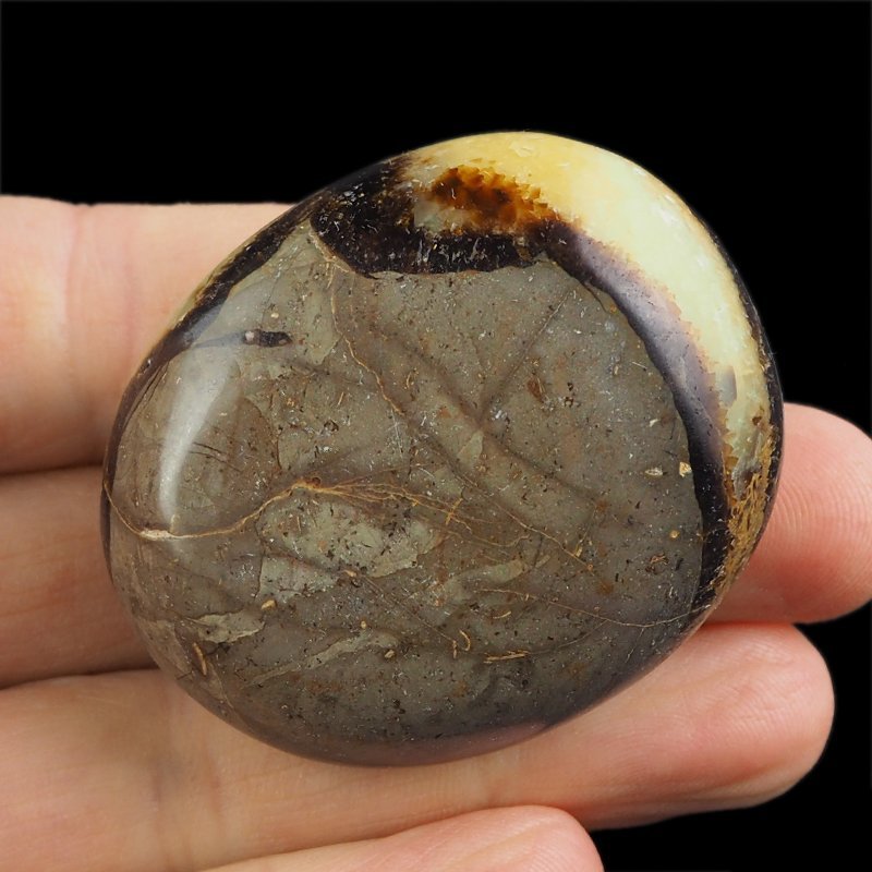 SEPTARIA - OTOCZAK - 49 mm - MADAGASKAR