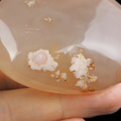 AGAT KWIATOWY - OTOCZAK - 61 mm - MADAGASKAR