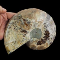 AMONIT - 165 mm - KREDA DOLNA - 110 mln lat - MADAGASKAR