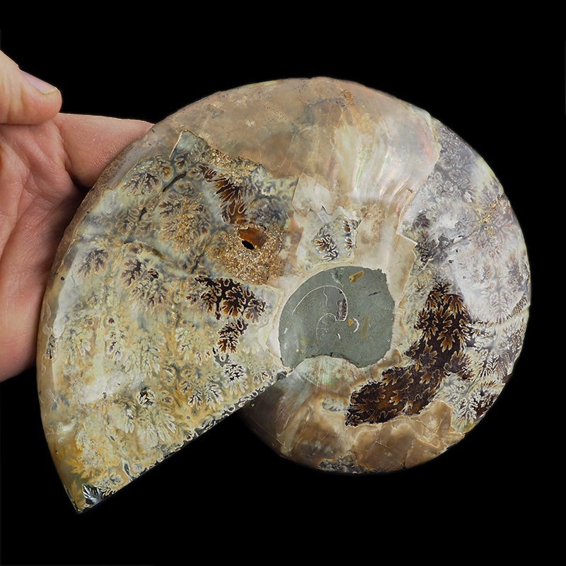AMONIT - 165 mm - KREDA DOLNA - 110 mln lat - MADAGASKAR