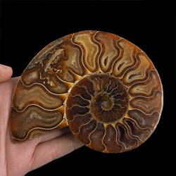 AMONIT - 131 mm - KREDA DOLNA - 110 mln lat - MADAGASKAR