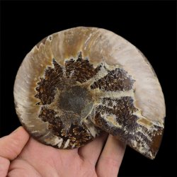 AMONIT - 131 mm - KREDA DOLNA - 110 mln lat - MADAGASKAR