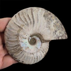 AMONIT - 110 mm - KREDA DOLNA - 110 mln lat - MADAGASKAR