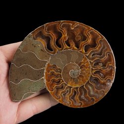 AMONIT - 110 mm - KREDA DOLNA - 110 mln lat - MADAGASKAR